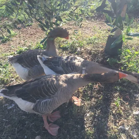 בית חווה Agriturismo Macole Fattoria Con Spuntini *