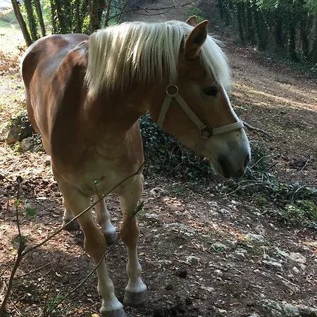Agriturismo Macole Fattoria Con Spuntini בית חווה