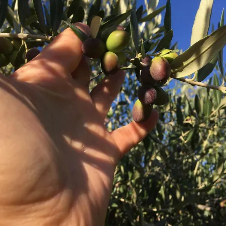 Agriturismo Macole Fattoria Con Spuntini ורונה