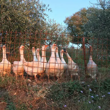 Agriturismo Macole Fattoria Con Spuntini בית חווה